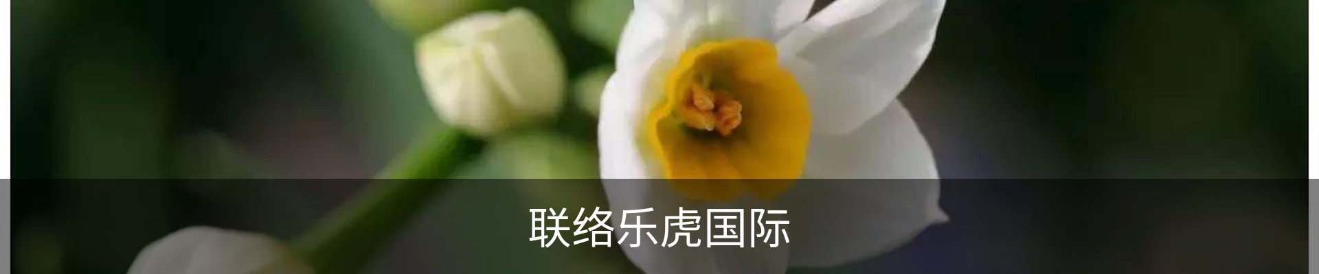 联络乐虎国际